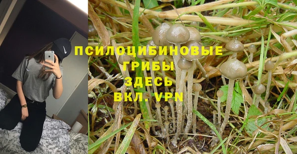 ГАЛЛЮЦИНОГЕННЫЕ ГРИБЫ Заполярный